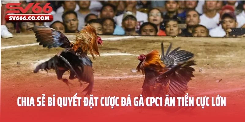 Cao thủ chia sẻ bí quyết đặt cược đá gà CPC1 ăn tiền cực lớn