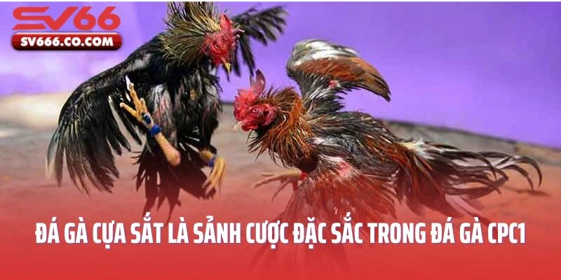 Đá gà cựa sắt là sảnh cược đặc sắc trong đá gà CPC1 SV66