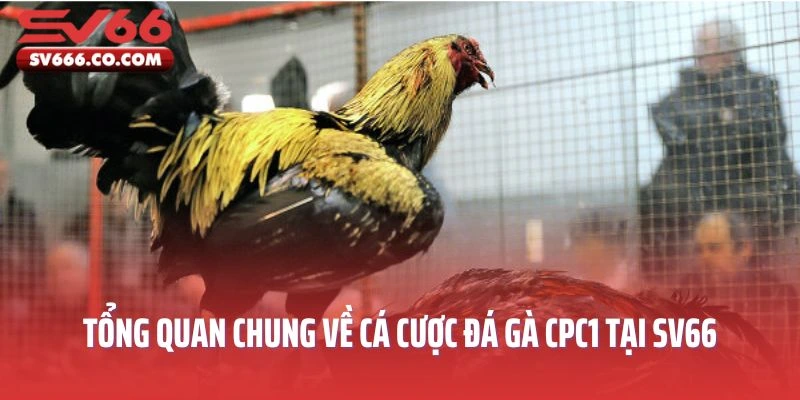 Bộ môn cá cược đá gà CPC1 tại SV66 được nhiều cược thủ đam mê