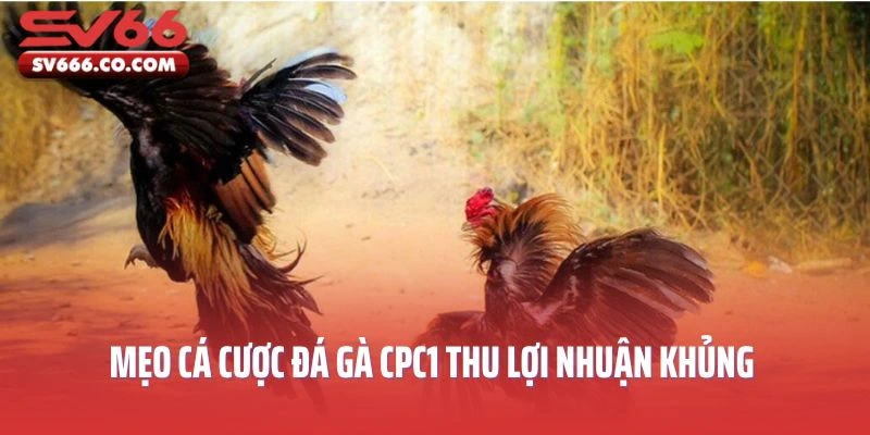  Chia Sẻ Mẹo Cá Cược Đá Gà CPC1 Thu Lợi Nhuận Khủng Từ Cao Thủ 