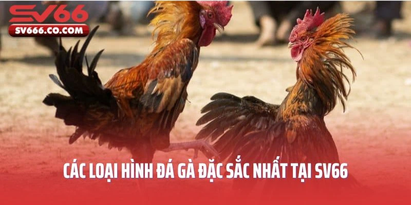 Các loại hình đá gà đặc sắc nhất tại SV66