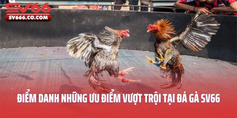 Điểm danh những ưu điểm vượt trội tại đá gà SV66
