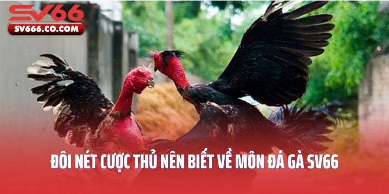 Những điều cược thủ nên biết về môn đá gà SV66